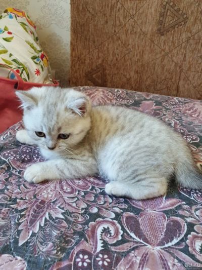 Лот: 17912290. Фото: 1. Британский кот. Кошки, котята