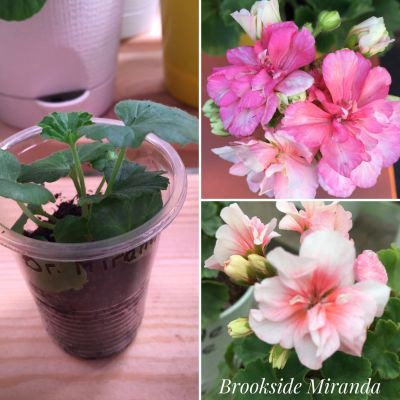 Лот: 12661429. Фото: 1. пеларгония Brookside Miranda. Горшечные растения и комнатные цветы