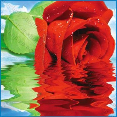 Лот: 3685834. Фото: 1. продам фото обои с рубля(роза). Обои, панели, ДВП, ДСП, МДФ