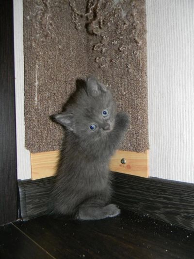 Лот: 3267276. Фото: 1. классные котята. Кошки, котята