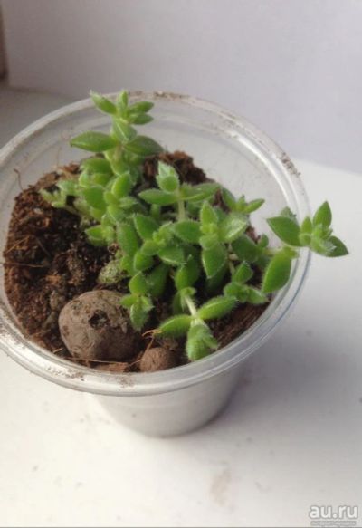 Лот: 8404251. Фото: 1. Crassula. Горшечные растения и комнатные цветы
