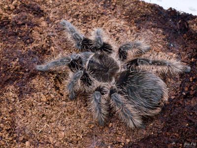 Лот: 13723686. Фото: 1. Паук птицеед Brachypelma albopilosum... Остальные животные