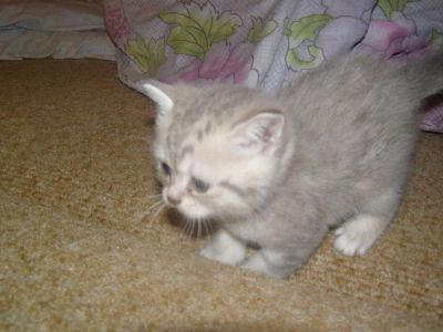 Лот: 3070034. Фото: 1. Шотландская кошечка страйт. Кошки, котята