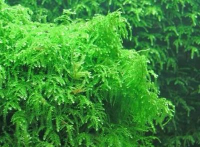 Лот: 1958497. Фото: 1. Плачущий мох. Weeping Moss-Vesicularia... Водные растения