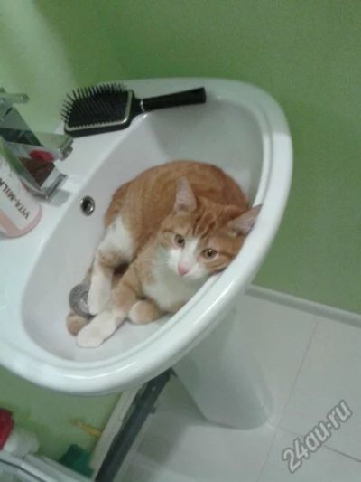 Лот: 5564265. Фото: 1. Рыжик. Кошки, котята