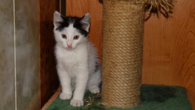 Лот: 7568081. Фото: 1. Котенок. Кошки, котята