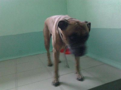 Лот: 3476114. Фото: 1. найдена собака. Собаки, щенки