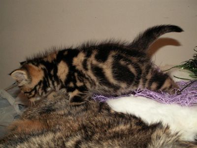 Лот: 3566224. Фото: 1. Шотландский котенок-тигренок. Кошки, котята