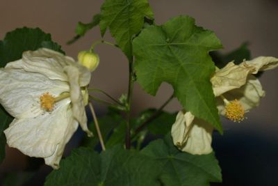 Лот: 4069604. Фото: 1. Абутилон Бэлла (Невеста). Горшечные растения и комнатные цветы