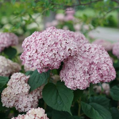 Лот: 18885187. Фото: 1. Гортензия древовидная Кандибелле... Декоративные кустарники и деревья