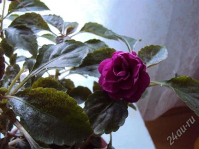 Лот: 432410. Фото: 1. Бальзамин. Горшечные растения и комнатные цветы
