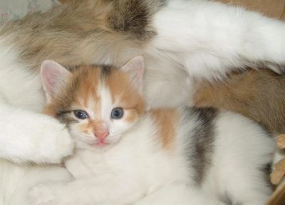 Лот: 3003814. Фото: 1. Маленькое трехцветное чудо ищет... Кошки, котята