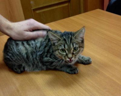 Лот: 10805874. Фото: 1. котенок мальчик. Кошки, котята