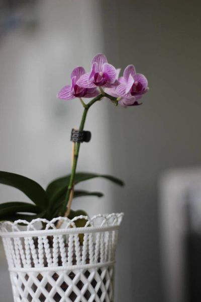 Лот: 9922848. Фото: 1. Орхидея мини фаленопсис Сого вивьен... Горшечные растения и комнатные цветы