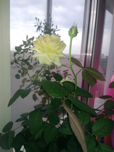 Лот: 14071063. Фото: 1. Роза.. Свежие цветы