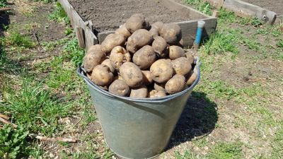 Лот: 19057204. Фото: 1. ОТБОРный (из куста) семенной картофель... Овощи