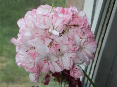Лот: 16162575. Фото: 1. Пеларгония Pretty Petticoat, цветёт. Горшечные растения и комнатные цветы
