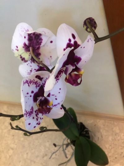 Лот: 16072364. Фото: 1. Орхидея Фаленопсис Грандифлора. Горшечные растения и комнатные цветы