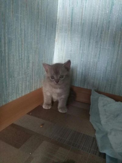 Лот: 8085435. Фото: 1. Прямоухий котенок от шотландской... Кошки, котята