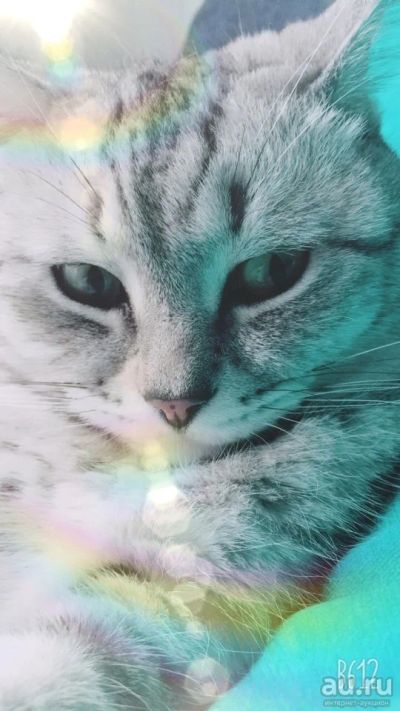 Лот: 9761385. Фото: 1. Отдам котика в добрые руки. Кошки, котята