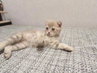 Лот: 5819446. Фото: 1. шотландцы девочка4. Кошки, котята