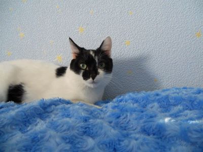 Лот: 3830782. Фото: 1. Кошка. Кошки, котята