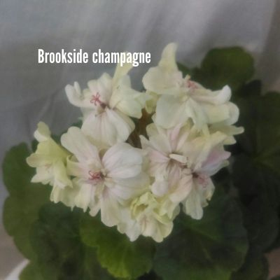 Лот: 15758211. Фото: 1. Пеларгония зональная Brookside... Горшечные растения и комнатные цветы