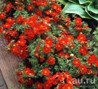 Лот: 9186934. Фото: 1. Red Ace---- Лапчатка кустарниковая... Пряные, лекарственные растения и зелень