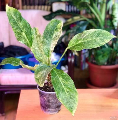Лот: 13026189. Фото: 1. Антуриум тайский (Anthurium sp... Горшечные растения и комнатные цветы
