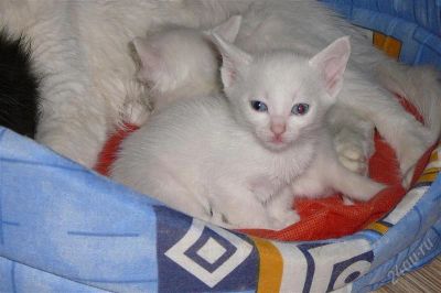 Лот: 1223128. Фото: 1. Котёнок белый,турецкая ангора. Кошки, котята