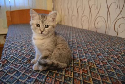 Лот: 5728523. Фото: 1. Котята британцы. Кошки, котята