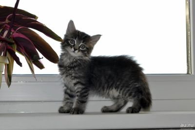Лот: 8626543. Фото: 1. Ваш котеночек :). Кошки, котята
