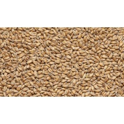 Лот: 17934027. Фото: 1. Солод пшеничный Wheat Blanc, Castle... Ингредиенты для приготовления напитков