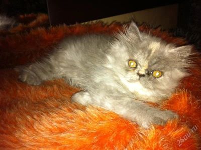 Лот: 1053342. Фото: 1. Персидский котенок девочка. Остальные животные
