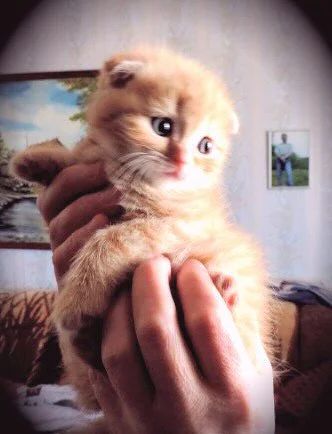 Лот: 5329561. Фото: 1. шотландский вислоухий котенок. Кошки, котята