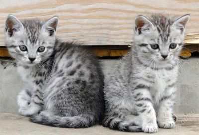 Лот: 2868194. Фото: 1. бенгалята Очень срочная продажа... Кошки, котята