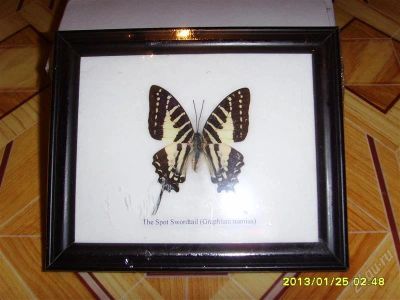 Лот: 2450230. Фото: 1. Бабочка GRAPHIUM NOMIUS, сделано... Другое (предметы интерьера)