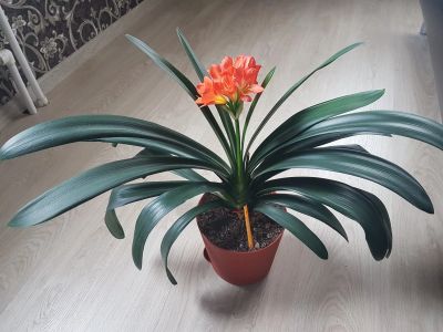 Лот: 12495016. Фото: 1. Кливия. Горшечные растения и комнатные цветы