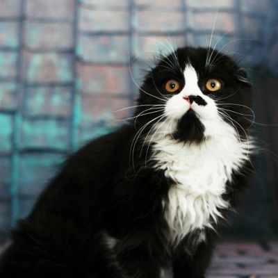 Лот: 10411141. Фото: 1. Кот хайленд фолд. Кошки, котята