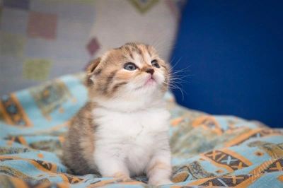 Лот: 2186160. Фото: 1. шотландские клубные котята 2. Кошки, котята