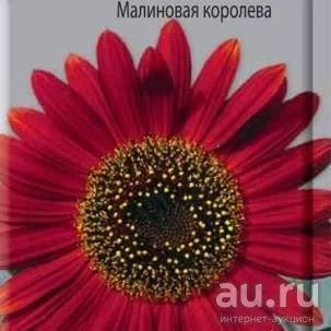Лот: 9711488. Фото: 1. Рассада подсолнечника декоративного... Садовые цветы