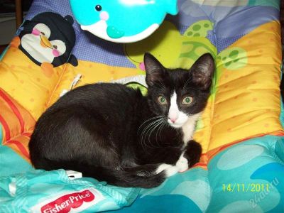 Лот: 1250220. Фото: 1. Котенок кошечка девочка. Кошки, котята