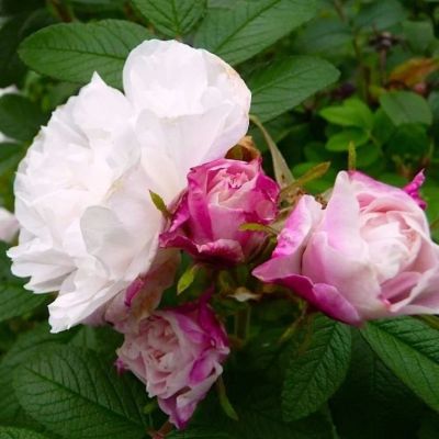 Лот: 21971400. Фото: 1. Саженцы роза канадская корнесобственная. Садовые цветы