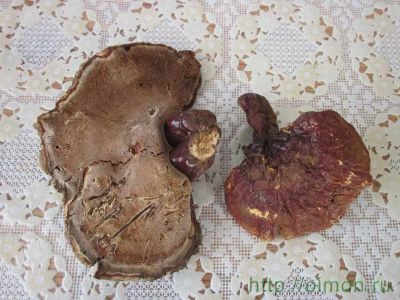 Лот: 3948876. Фото: 1. Гриб Рейши. Другое (красота и здоровье)