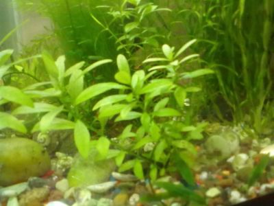 Лот: 2270123. Фото: 1. людвигия. Водные растения