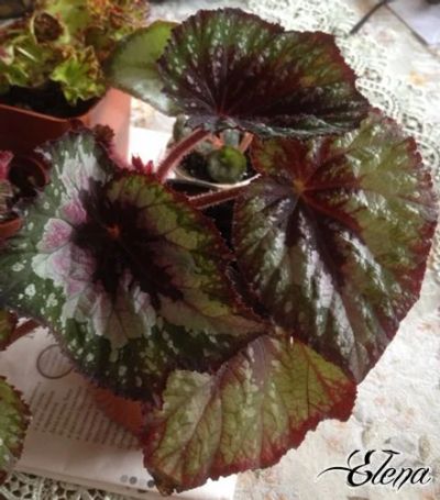 Лот: 7962455. Фото: 1. Бегония королевская (Begonia... Горшечные растения и комнатные цветы