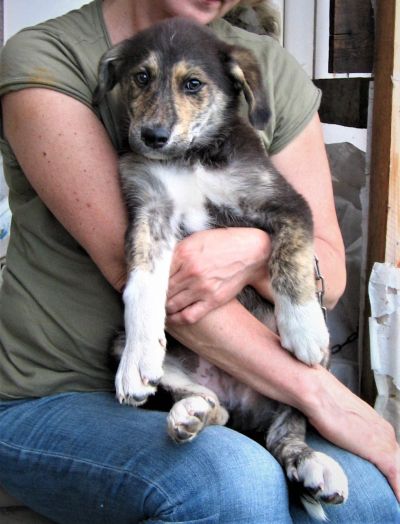 Лот: 12009675. Фото: 1. Щенки крупные. Собаки, щенки