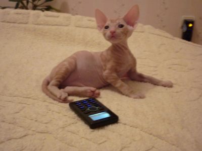 Лот: 5004516. Фото: 1. Я самый самый привлекательный... Кошки, котята
