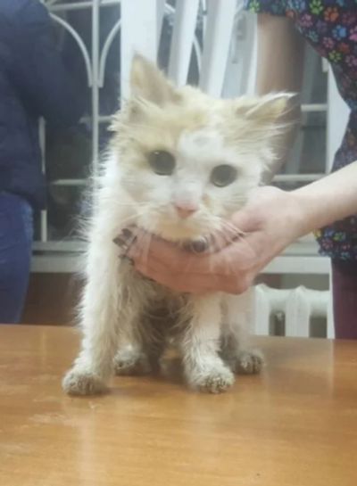 Лот: 10841351. Фото: 1. Рыжий кот. Кошки, котята