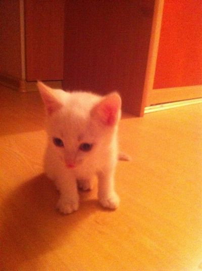 Лот: 3510896. Фото: 1. Котенок 1,5 месяца. Кошки, котята
